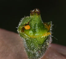 Image of San Francisco woodland-star