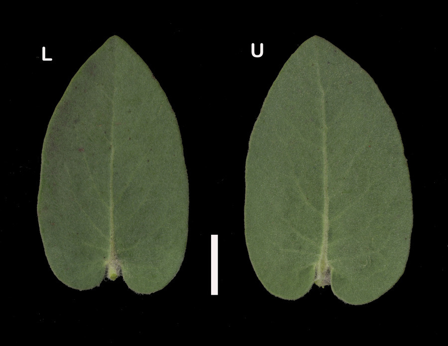 Слика од Arctostaphylos auriculata Eastw.