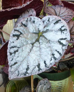 Слика од Begonia longiciliata C. Y. Wu