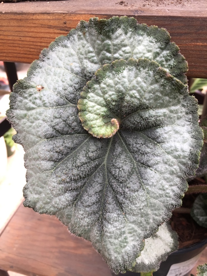 Слика од Begonia longiciliata C. Y. Wu