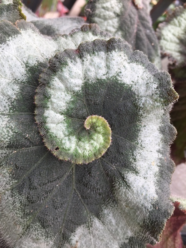 Слика од Begonia longiciliata C. Y. Wu