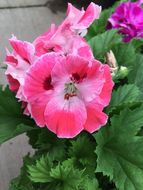 Image of regal pelargonium