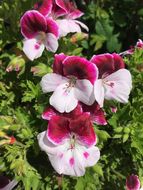 Image of regal pelargonium