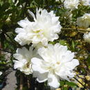 Image of Banks’ Rose