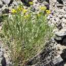 Image of Texas false broomweed