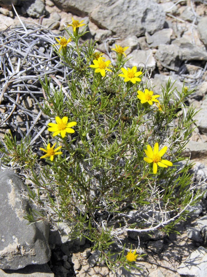 Image of pricklyleaf dogweed