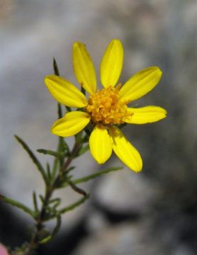 Image of pricklyleaf dogweed