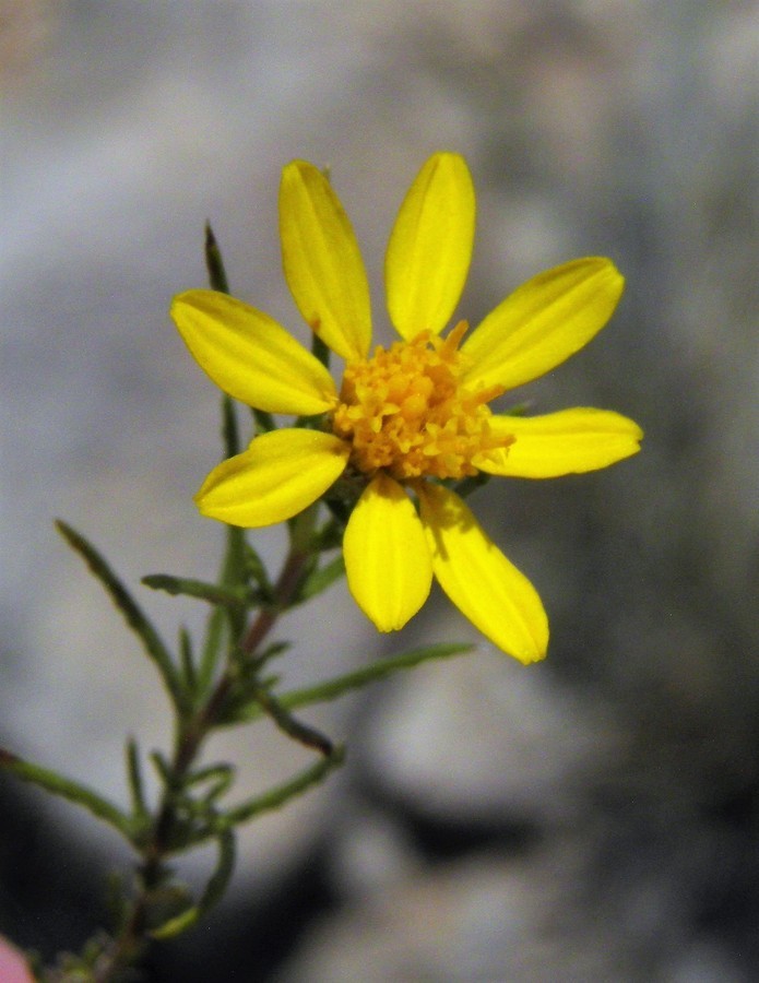 Image of pricklyleaf dogweed