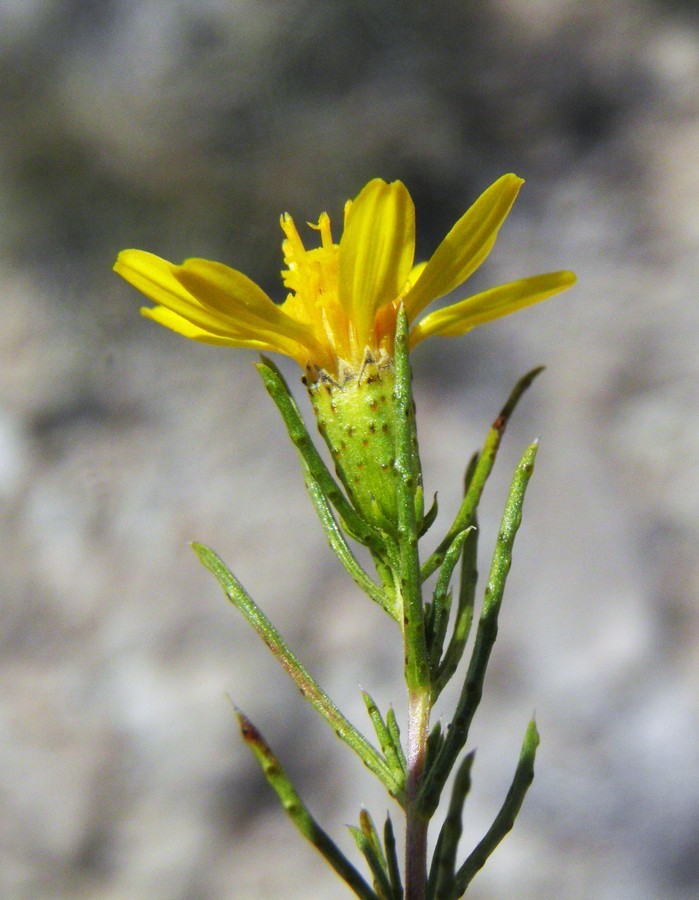 Image of pricklyleaf dogweed