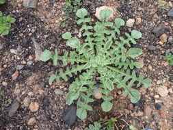 Imagem de Centaurea melitensis L.