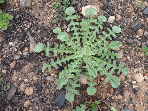 Imagem de Centaurea melitensis L.