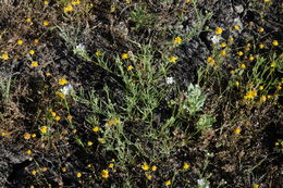 Image of sticky sandspurry