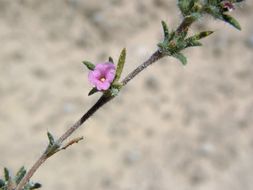 Image of hairy crinklemat