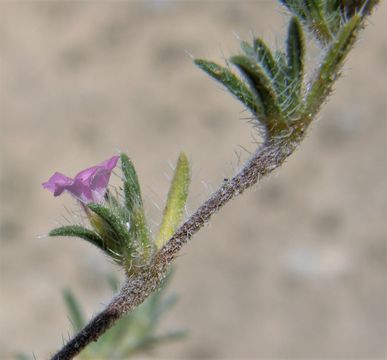 Image of hairy crinklemat