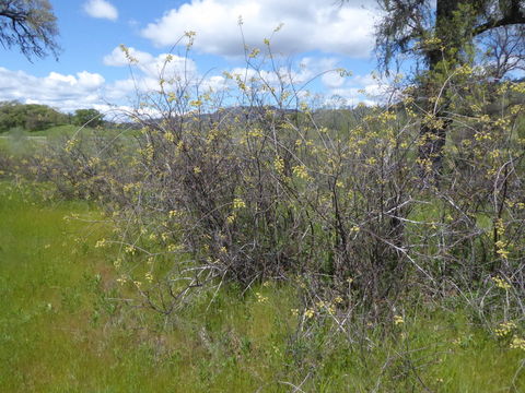 Image of fragrant sumac