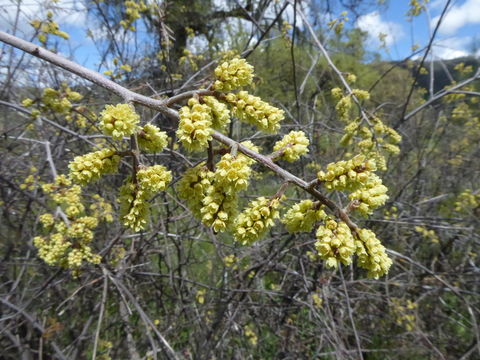 Image of fragrant sumac