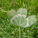 Image of Trifolium bifidum var. decipiens Greene
