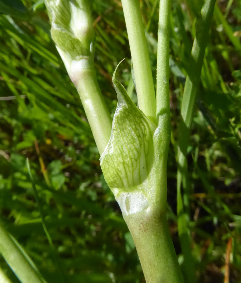 Image de Trifolium fucatum Lindl.