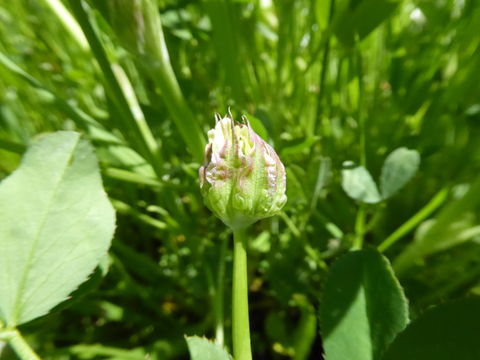 Plancia ëd Trifolium fucatum Lindl.