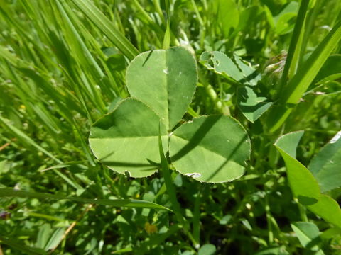 Plancia ëd Trifolium fucatum Lindl.