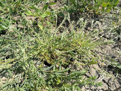 Image of California Orcutt grass