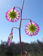 Image of ribbed fringepod