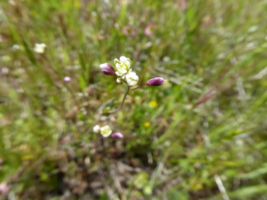 Image of ribbed fringepod