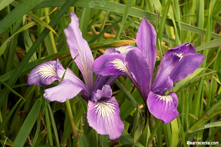 Image of bowltube iris