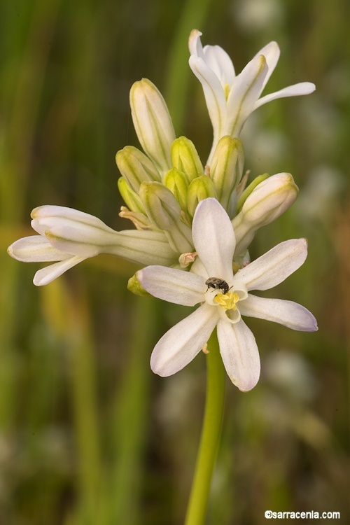 Sivun Dichelostemma multiflorum (Benth.) A. Heller kuva