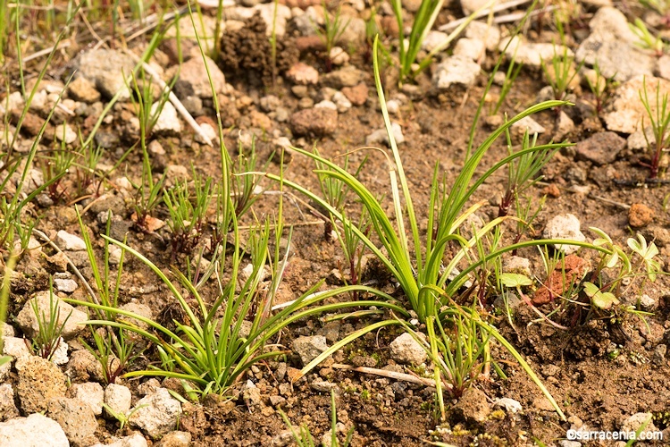 Image of Orcutt's Quillwort