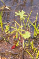 Image of valley checkerbloom