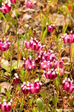 Imagem de Trifolium depauperatum Desv.