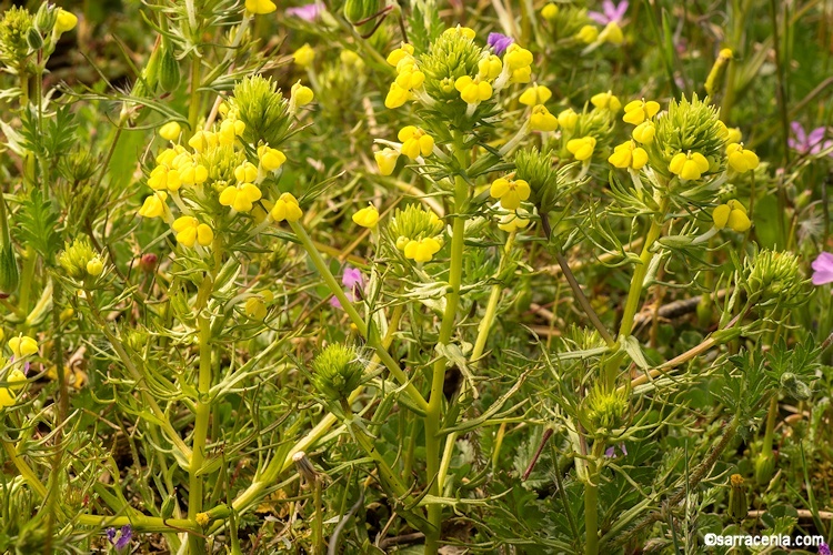 Image of Triphysaria versicolor subsp. faucibarbata (A. Gray) T. I. Chuang & L. R. Heckard