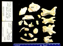 Image of <i>Stylemys nebrascensis</i>