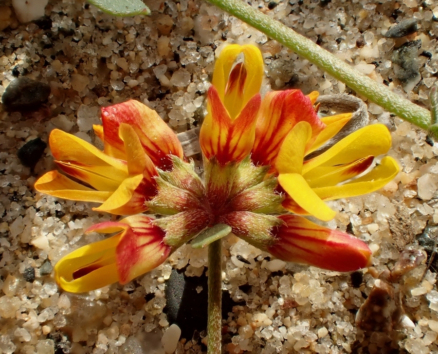 Image de <i>Acmispon prostratus</i>