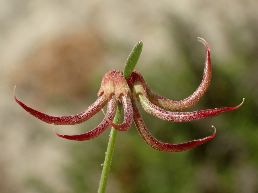 <i>Acmispon prostratus</i>的圖片