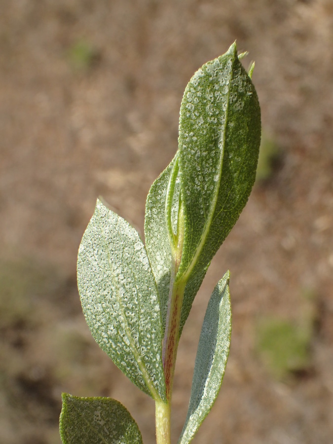 Image of Orcutt's bristleweed