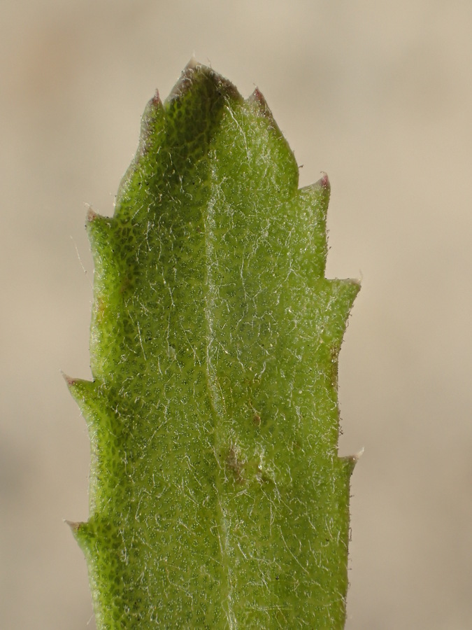 Image of Menzies' goldenbush