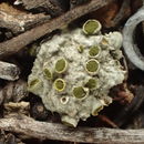 Image of Texosporium sancti-jacobi (Tuck.) Nádv.