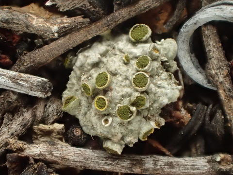 Image of Texosporium sancti-jacobi (Tuck.) Nádv.