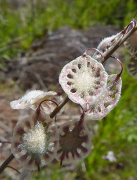 Image of <i>Thysanocarpus <i>curvipes</i></i> ssp. curvipes