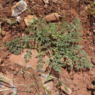 Image of woollyfruit desertparsley