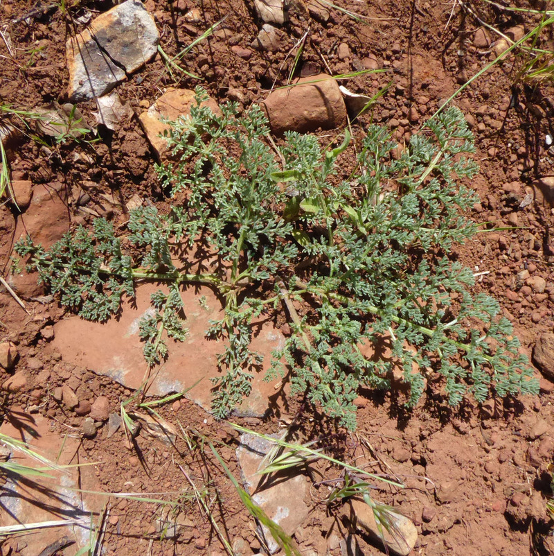 Image of woollyfruit desertparsley