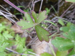 Image of red larkspur