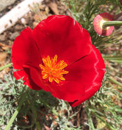 Image of California poppy