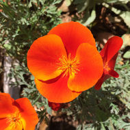 Image of California poppy