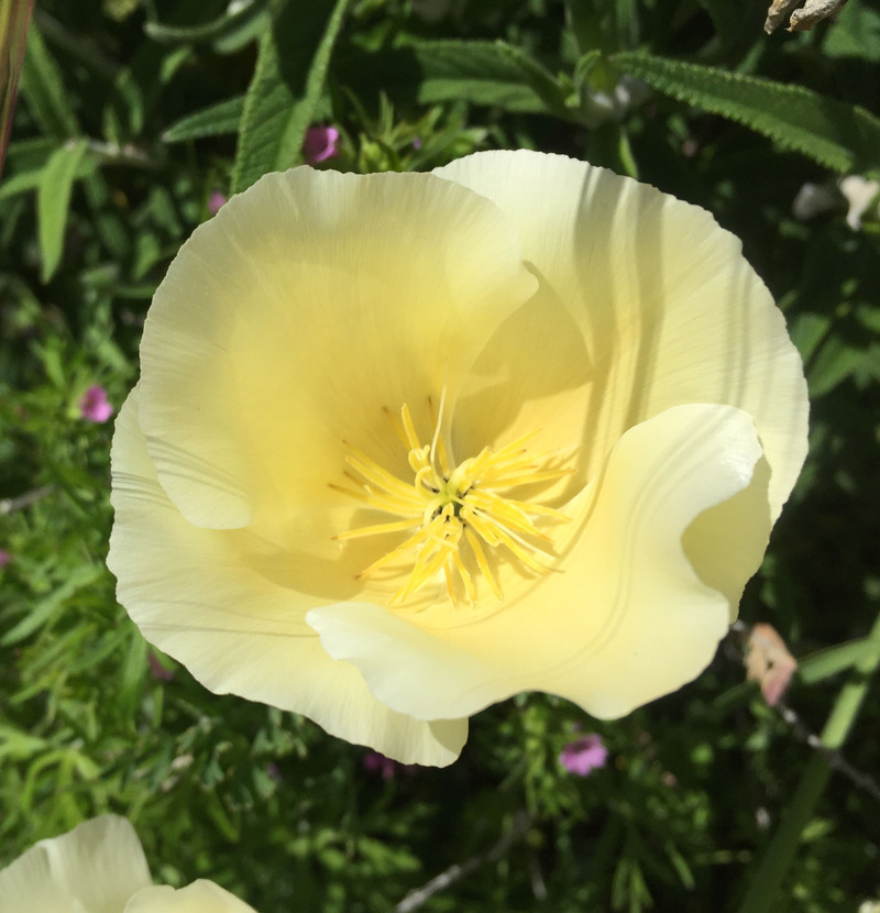 Image of California poppy