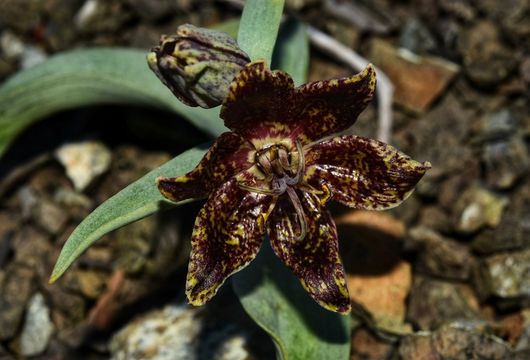 Image of Talus Fritillary