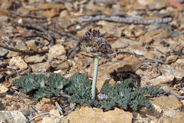 <i>Cymopterus purpurascens</i> resmi