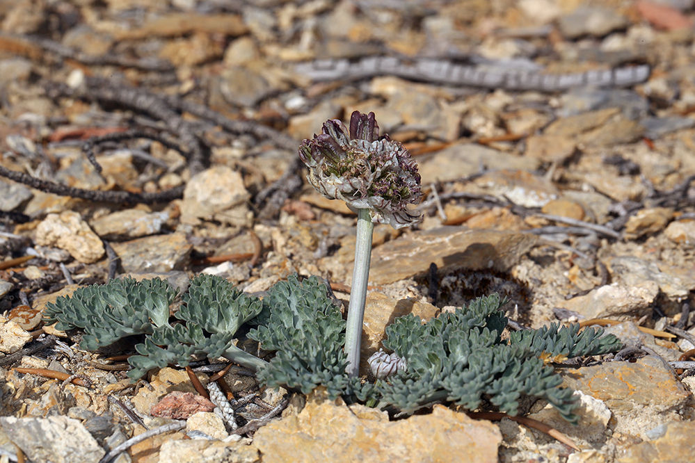 Imagem de <i>Cymopterus purpurascens</i>